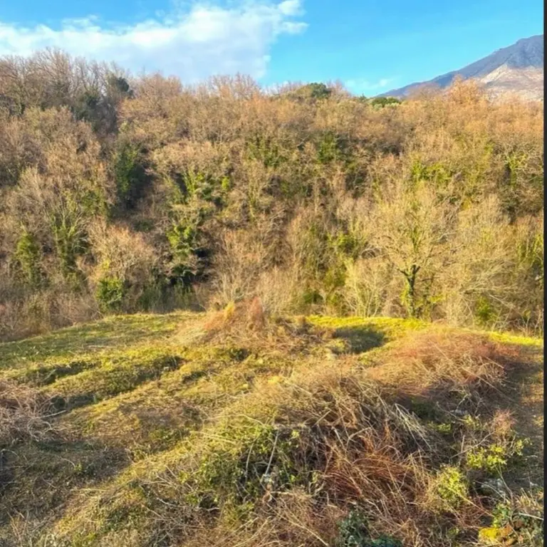 Zauzima poivrsinu  2420m2