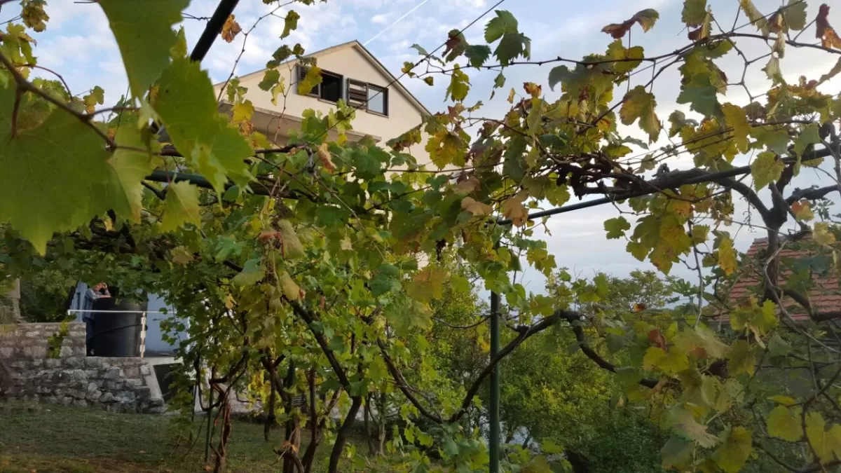 Na dvoristu se nalaze zasadi loze