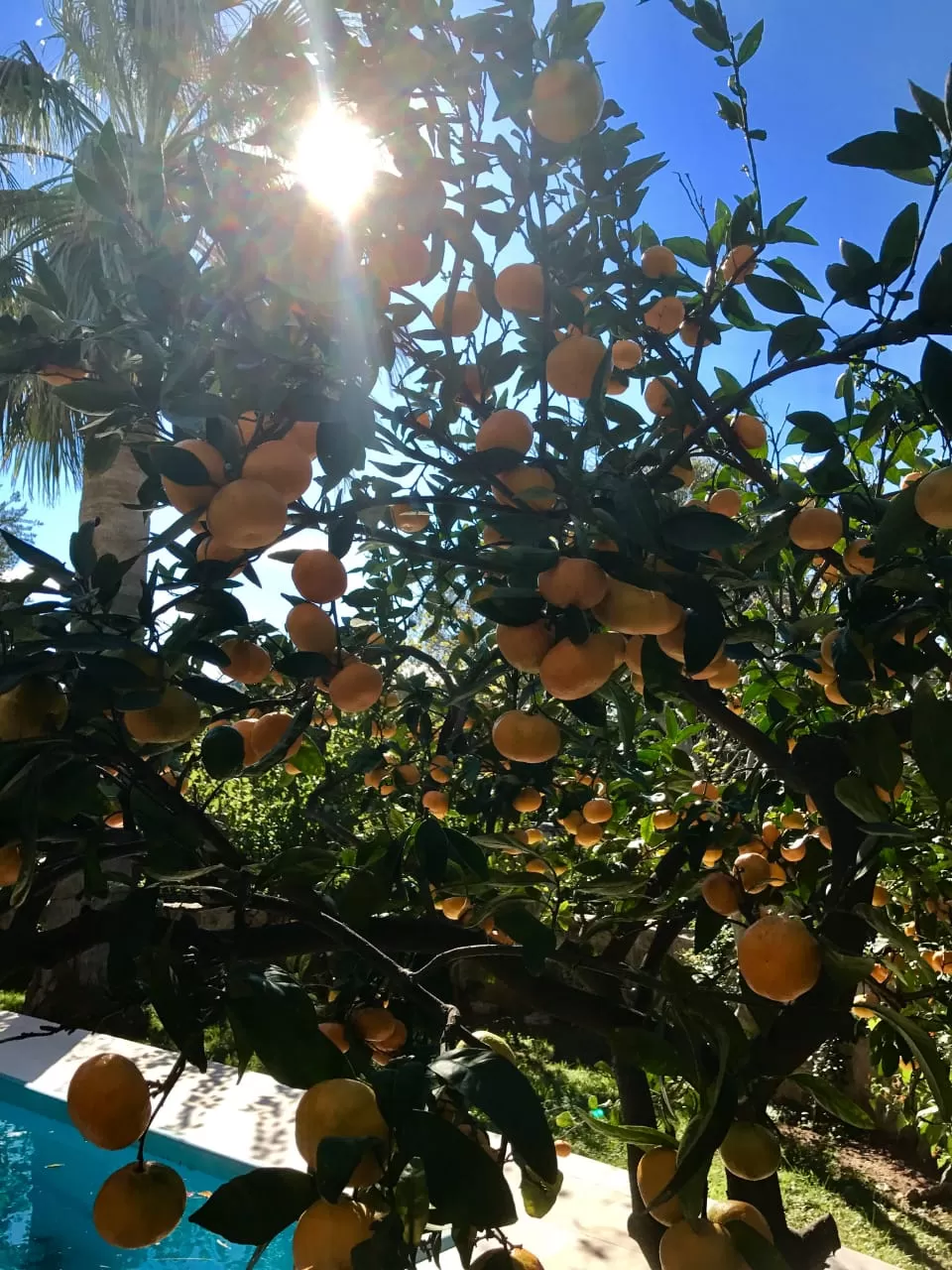 Zasadi mandarina u dvoristu